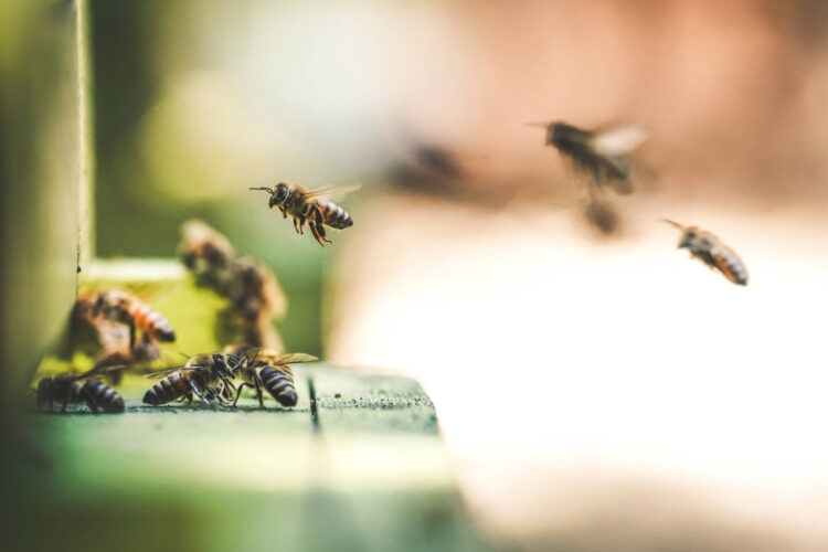 Honey bees flying onto their hive