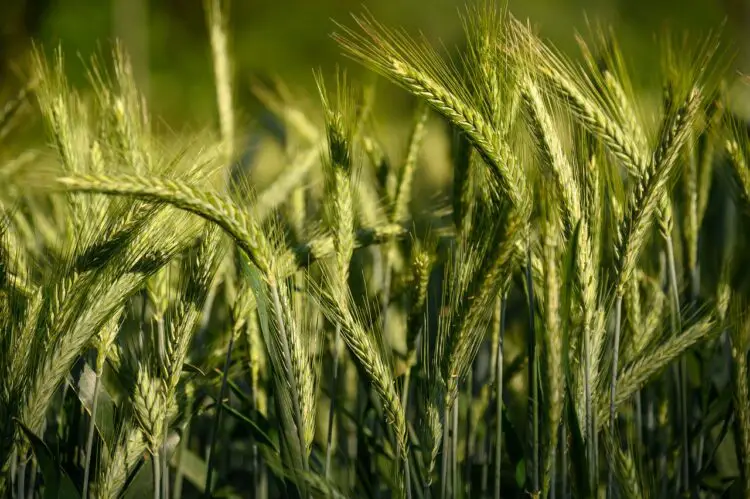 A field of barley